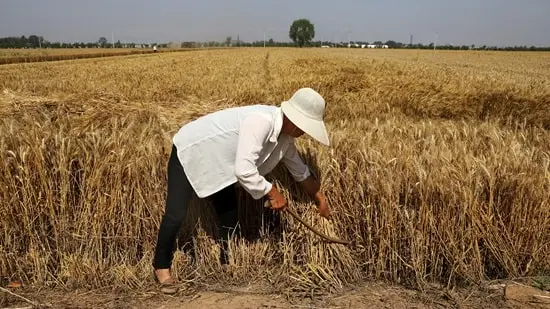 China-Wheat