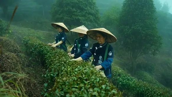 China-tea-production