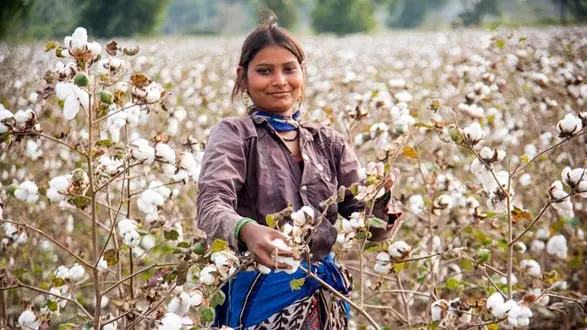 Cotton Production India