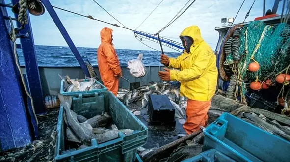 Fish-Production