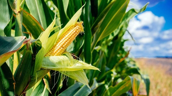 Maize Production