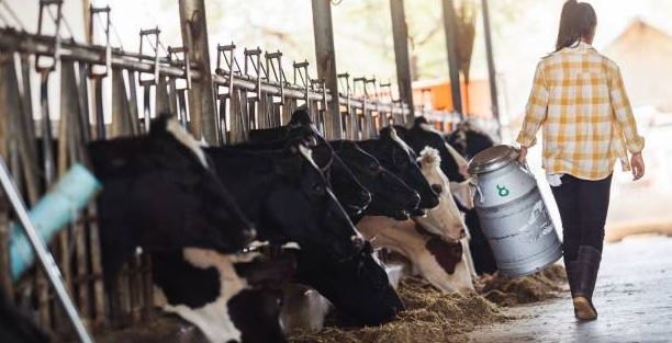 Milk Production USA