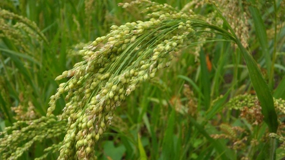 Millet