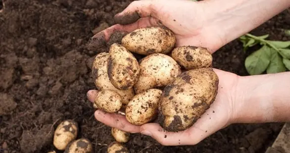 Potatoes Production