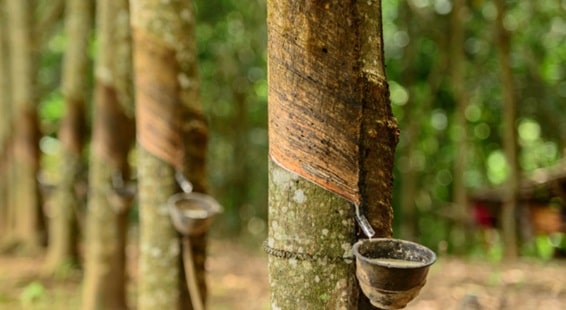 Rubber Production