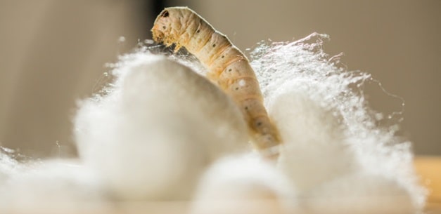 Silk Production